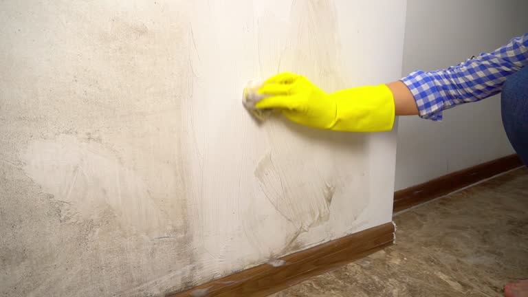 Professional Mold Removal in Socorro, NM